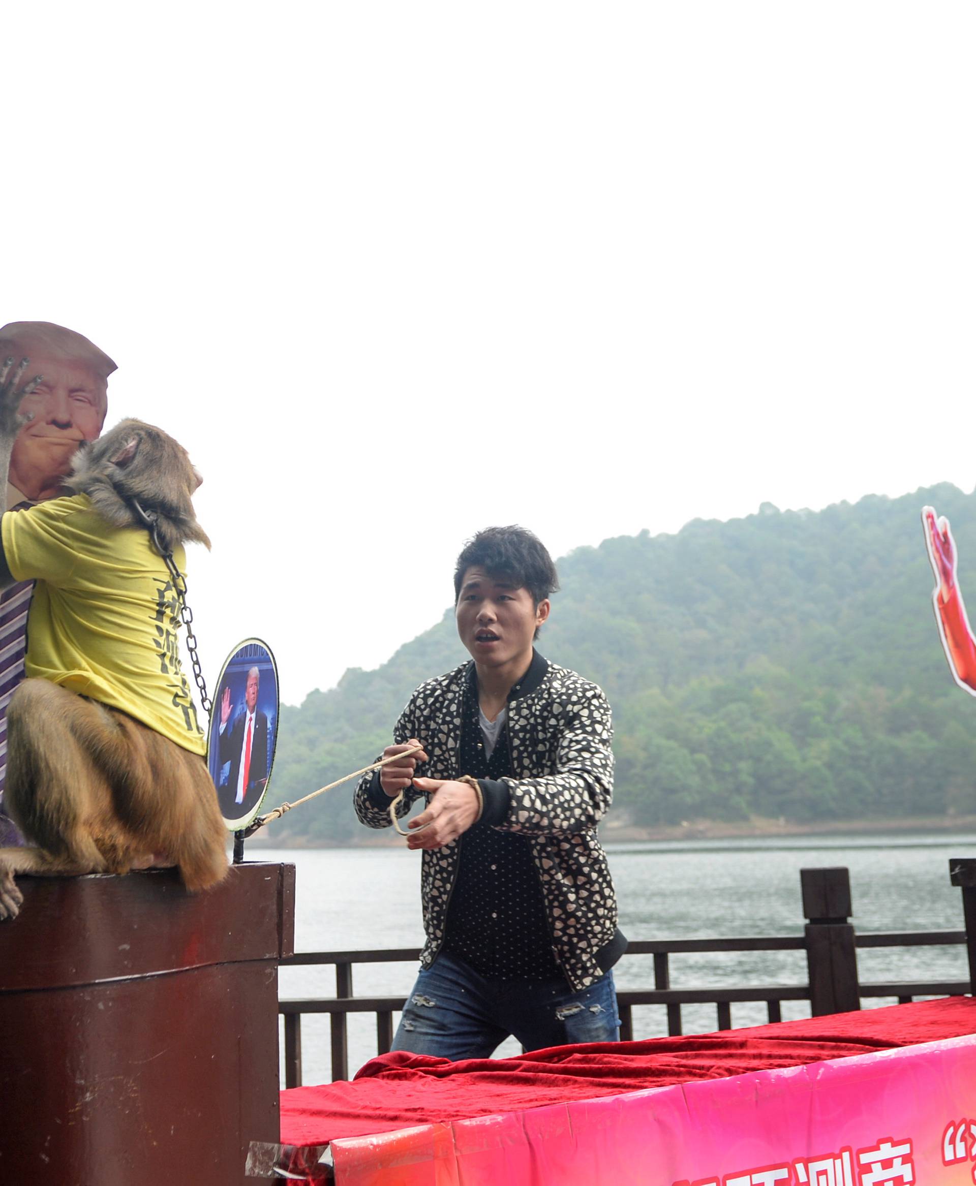 A monkey wearing a tee shirt with the characters "King of prediction" kisses a cardboard cutout of Donald Trump as it makes a choice between Hillary Clinton and Trump, in Changsha