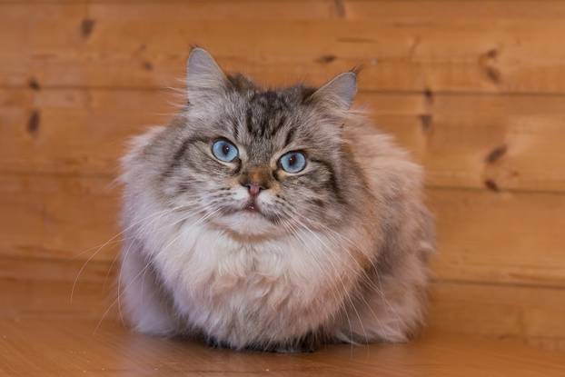 Beautiful gray cat with blue eyes