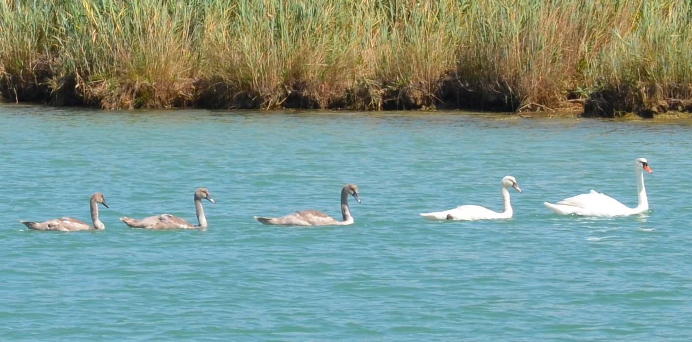 Na ljetovanju: Obitelj labudova kupala se u moru kod Poreča