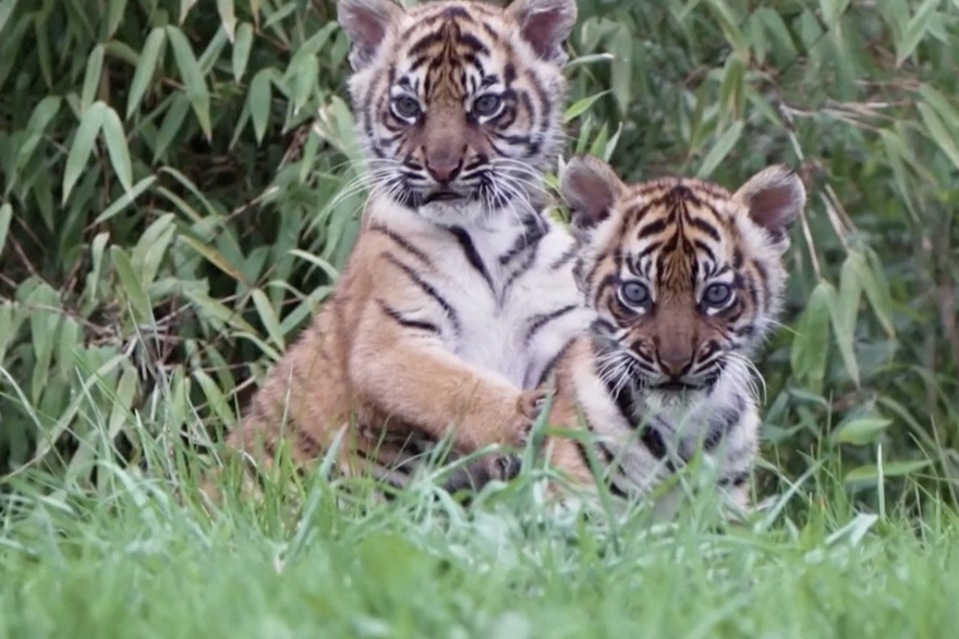 bebe tigrice sa Sumatre rođene u zoološkom u Engleskoj