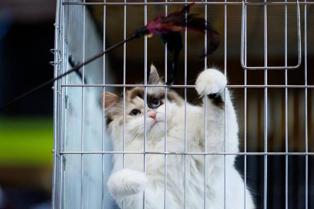 U Rijeci se održava Međunarodna izložba mačaka