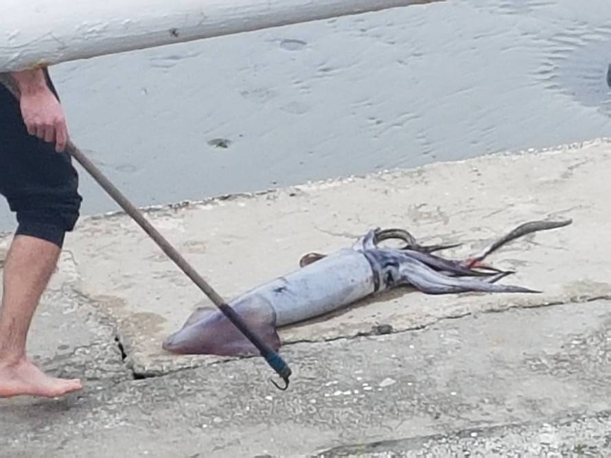 'Čudovište iz dubina': Ovakav ulov u Jadranu nitko ne pamti