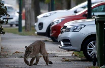 Vratila se u prirodno stanište: Puma šetala ulicama Santiaga