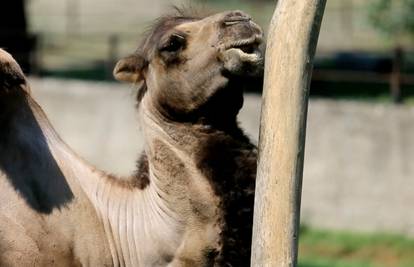 Prvi put u povijesti osječkog ZOO-a: Stigla je dvogrba deva