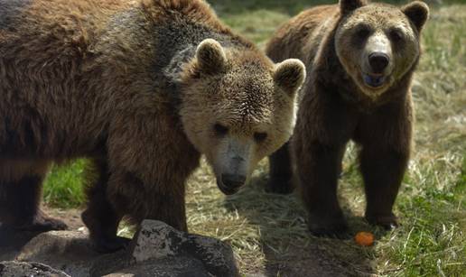 Udruga za zaštitu životinja Four Paws  zbog Macolinih medvjeda prekida suradnju s Hrvatskom