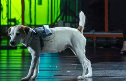 Pas Cheeky glavna je zvijezda opere 'Kein Licht' u HNK