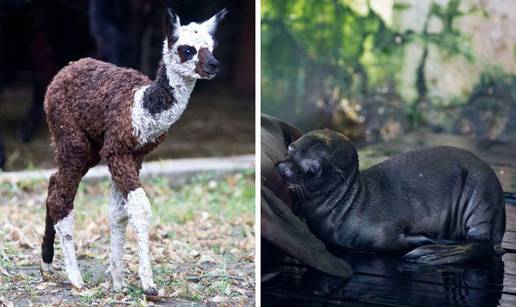 Na svijet došli isti dan: ZOO u Zagrebu bogatiji za 2 mladunca