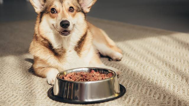 Pembroke Welsh Corgi lying on floor with bowl full of dog food