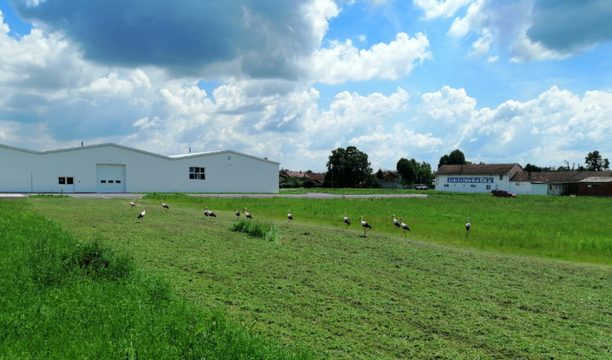 'Okružilo me jato roda, nisam ih nikada toliko vidio na okupu'