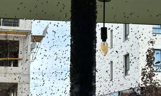 VIDEO Zzzzeznuto! Tisuće pčela na Laništu, ljudi panično bježali! Pčelar: Normalno za ovo doba