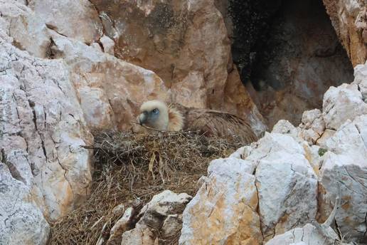 Baby boom bjeloglavih supova na otocima, U&ccaron;koj i Istri: '&Ccaron;ak 173 para imaju po jaje...'