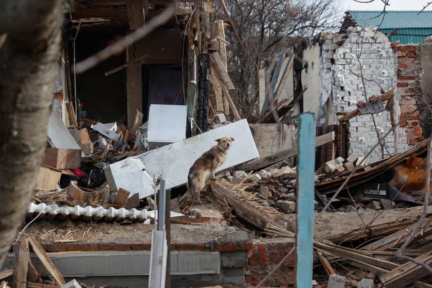 A dog stands on remains of a residential house destroyed by heavy shelling and airstrikes in Chernihiv