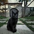 Koliko ste praznovjerni i zašto: Uznemiruju li vas crne mačke?