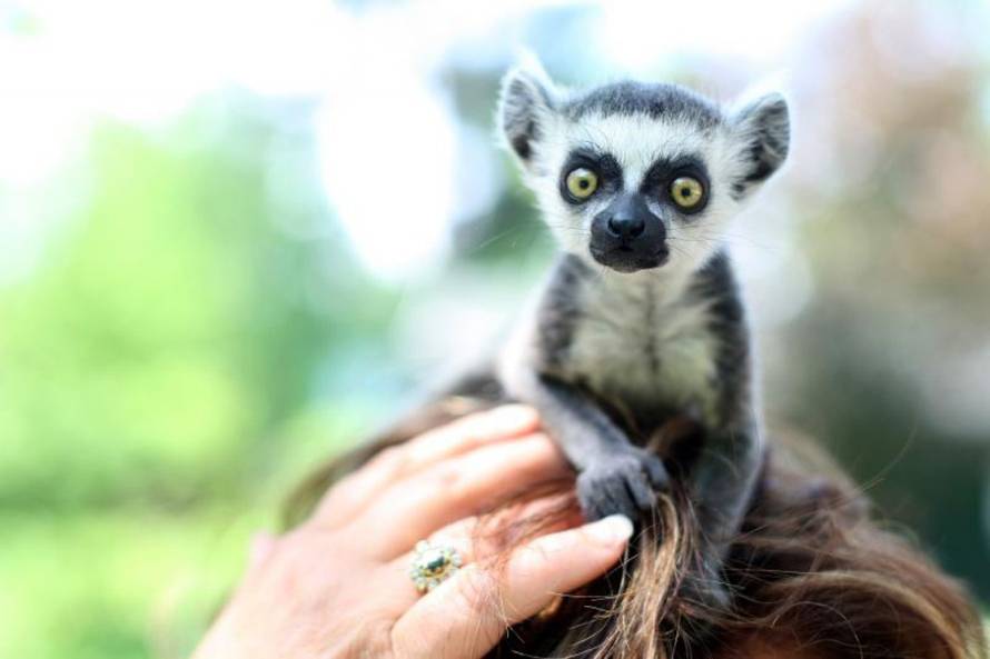 Petar Glebov/PIXSELL