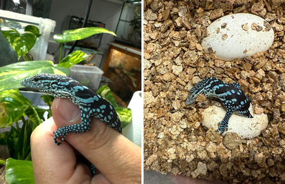 FOTO Zagreb dobio dva plava 'zmaja': Rijetki varani s otoka Batanta izlegli se u Zoološkom