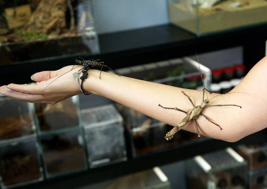 Marko je kralj tarantula: Ima ih 150, a pokrenuo je i posao...