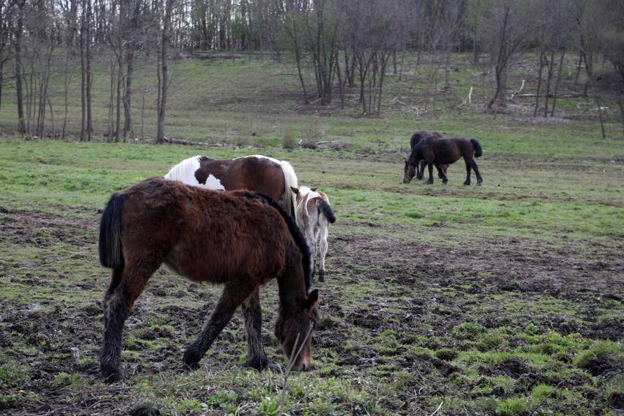 Tomislav iz Majskih Poljana: 'Nakon potresa sam bosonog trčao spašavati svog Zekana’