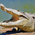 HOROR U ZOO-u U ENGLESKOJ &Ccaron;ovjek bacio dje&ccaron;aka (3) me&dstrok;u krokodile, bori se za &zcaron;ivot!