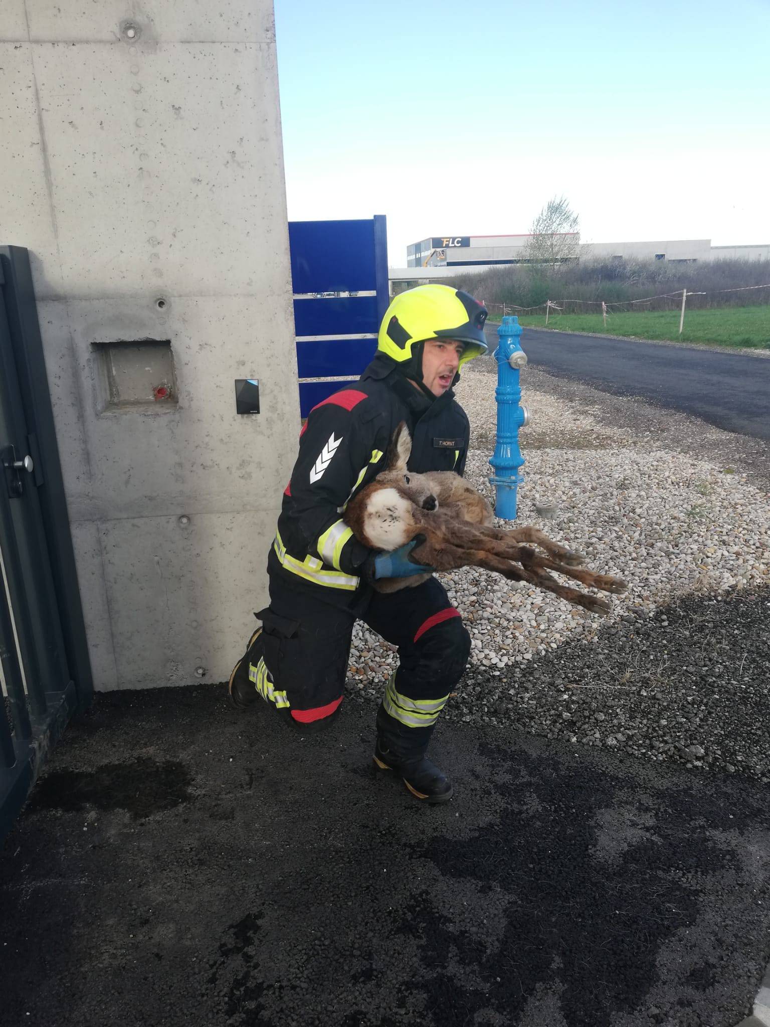 Vatrogasci u Zaprešiću spasili srnu: Zaglavila se u ogradi