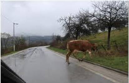 Krava je istrčala na cestu i izazvala prometnu nesreću