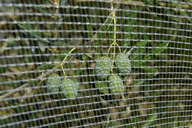 Tuscany's famed wine and olive oil industry suffers from heatwave