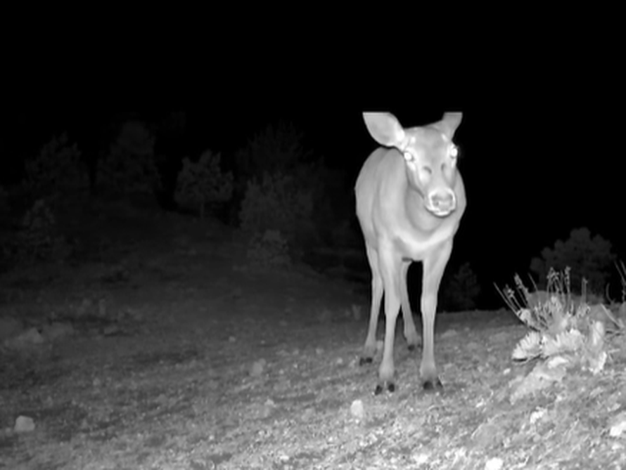 VIDEO Životinjsko carstvo u Paklenici: 'Naše kamere snimile su pravu životinjsku gužvu'