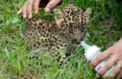 Nestašni mali leopard iz šume odlutao u predgrađe
