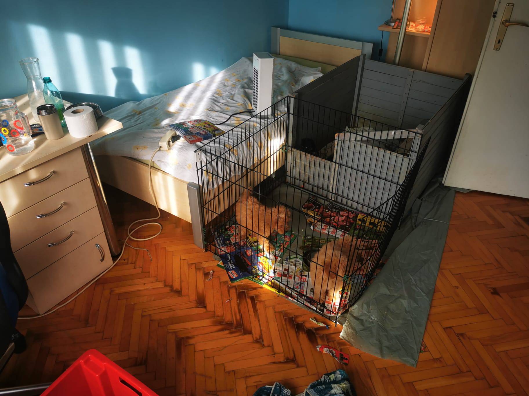 Razotkrili ilegalnu prodaju: U Zagrebu našli 15 štenaca u stanu, neki su u lošem stanju