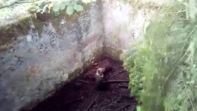 Mali medvjedić pao u cisternu i jadan bespomoćno zapomagao