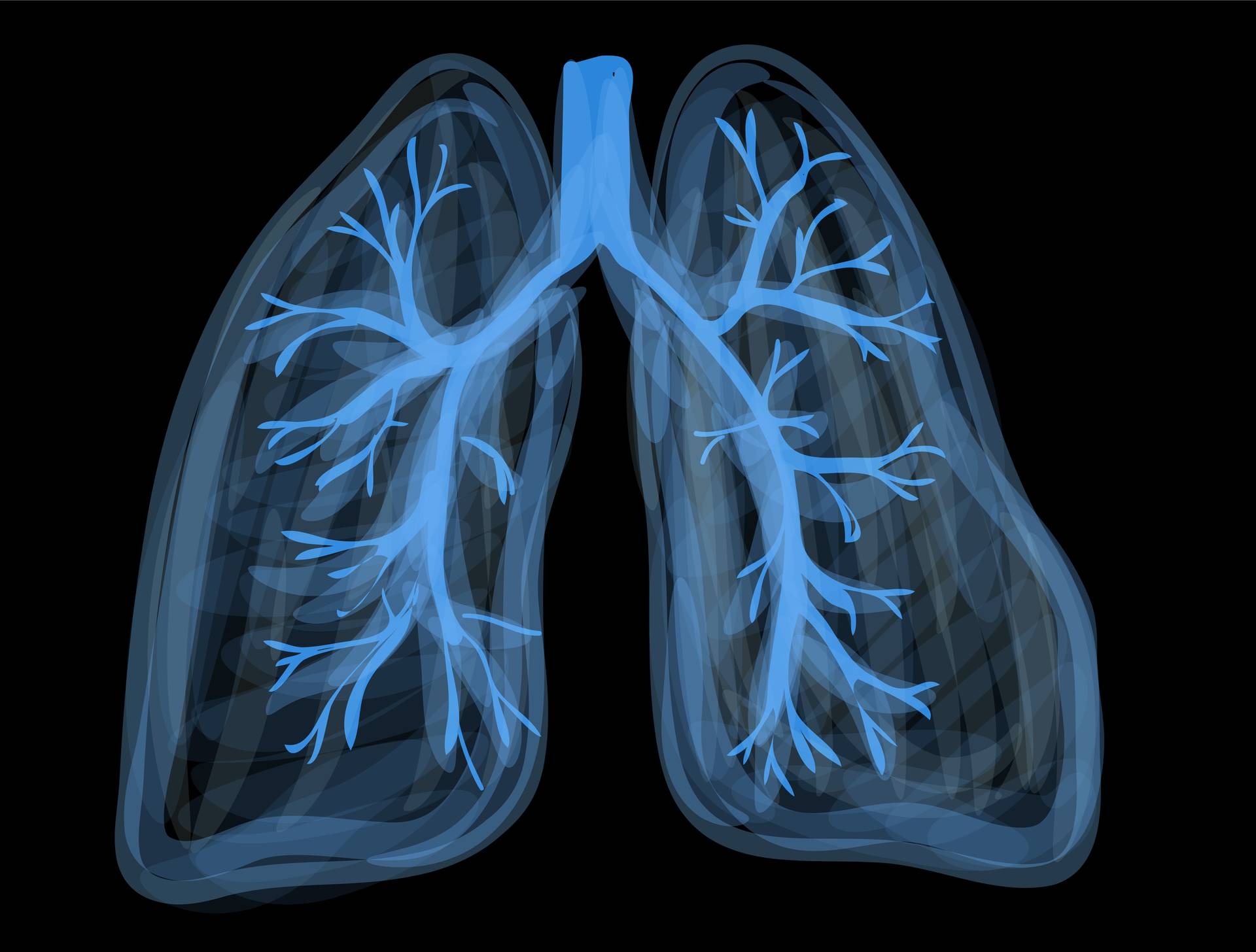 lungs