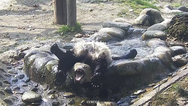 'Dou Ban' najsretnija je panda u Istraživačkom centru: Dan započinje kupkom i jogom