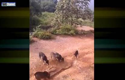 Šokantna snimka: Čopor od 5 pasa napada divovsku kobru