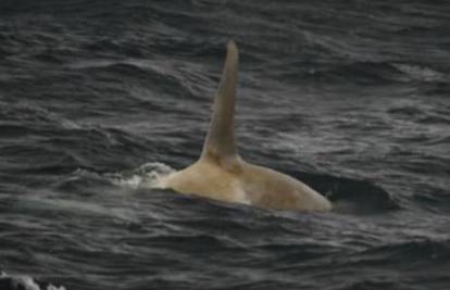 Aljaska: Uočen gotovo izumrli bijeli kit ubojica