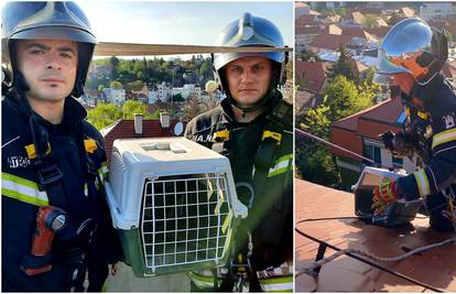 Vatrogasci s krova u Zagrebu spasili ozlijeđenu vranu: 'Sada je dobro, ali čekamo rendgen'