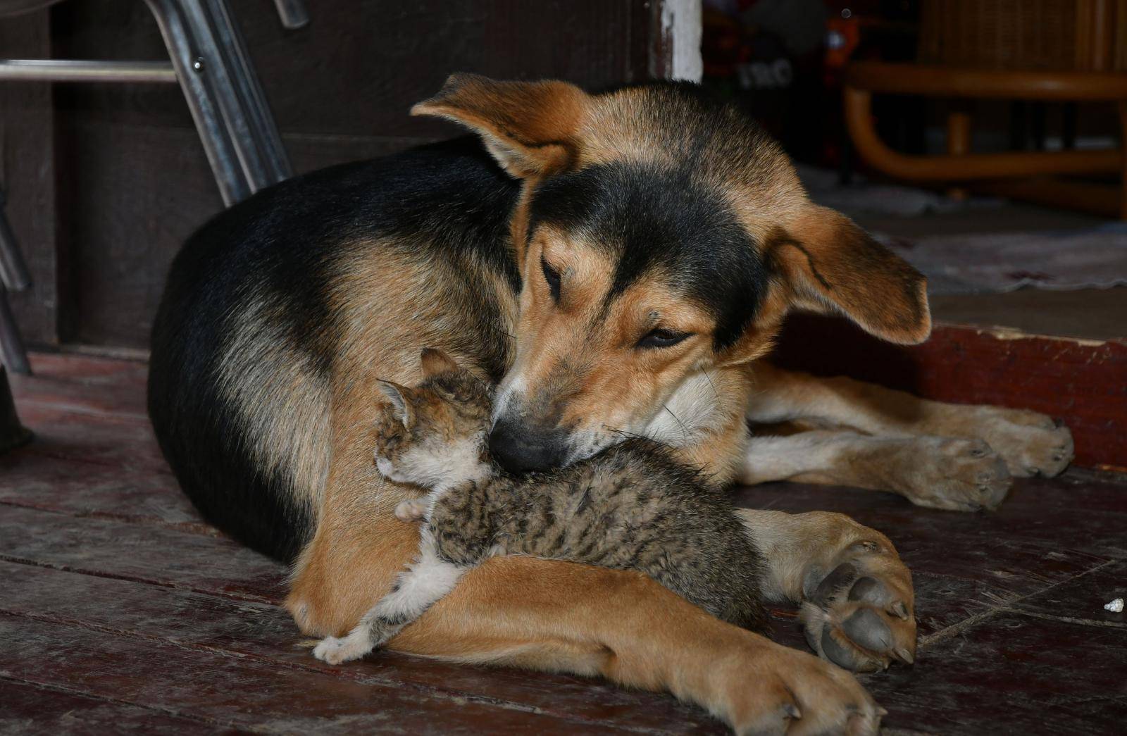 Pas i maca nerazdvojni: 'U dom će skupa, nećemo ih rastaviti'
