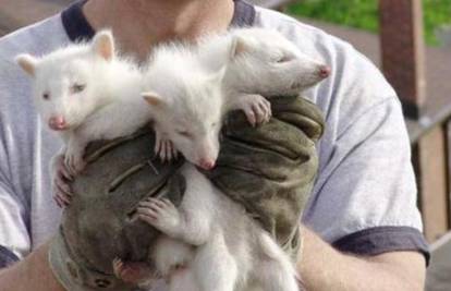 Nevjerojatno: U istom leglu je pronašao čak tri albino rakuna 