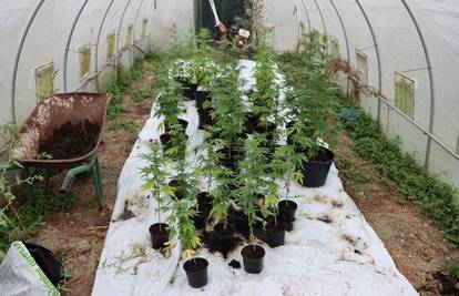 FOTO 'Pao' diler iz Dugog Sela: Umjesto povrća u plasteniku je uzgajao veće količine 'trave'