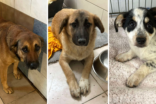 Iz romskog naselja u Međimurju spasili 37 pasa: 'Bez nadzora tu lutaju, a mačke ni ne prežive...'