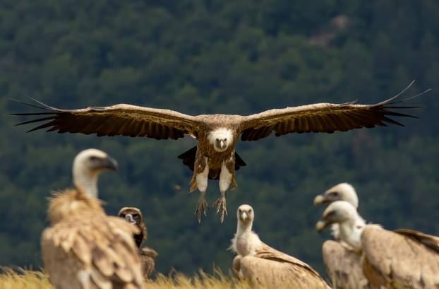 Griffon,Vulture,(gyps,Fulvus),On,Feeding,Station