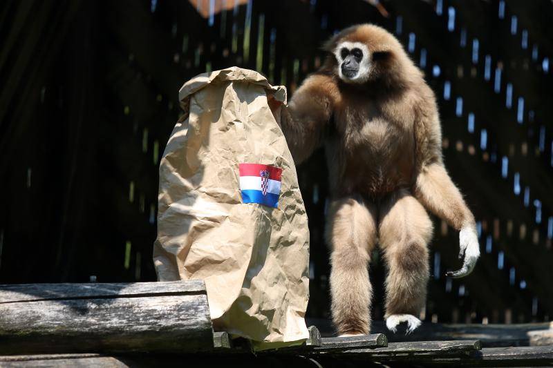 Neodlučni majmun: Prvo uzeo španjolsku vreću pa ju je bacio