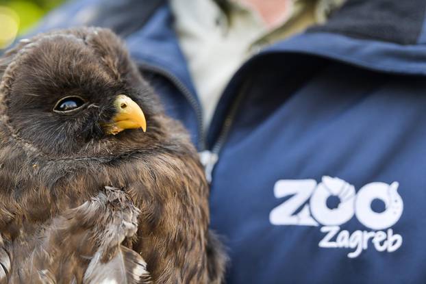 Zagreb: Ozlijeđene sove koje se nalaze na liječenju u Zoološkom vrtu