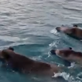 VIDEO Ne&cacute;emo u &ccaron;varke: Snimio svinje u moru kod Malog Lo&scaron;inja