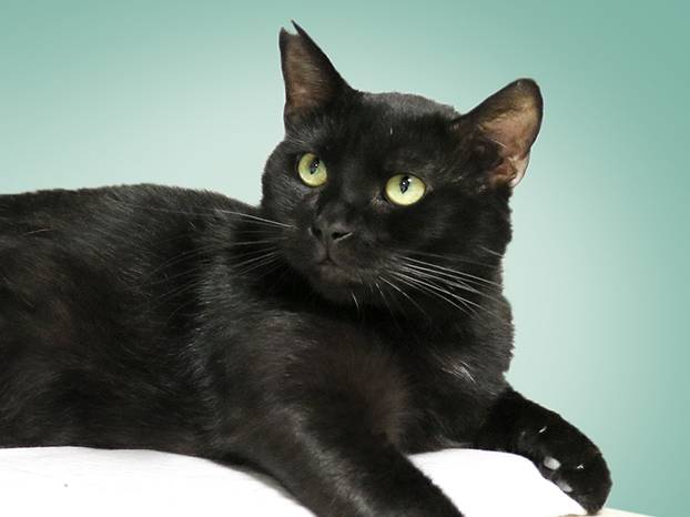 Udomite ih! Ove slatke mace u Noinoj Arci osvojit će vaša srca