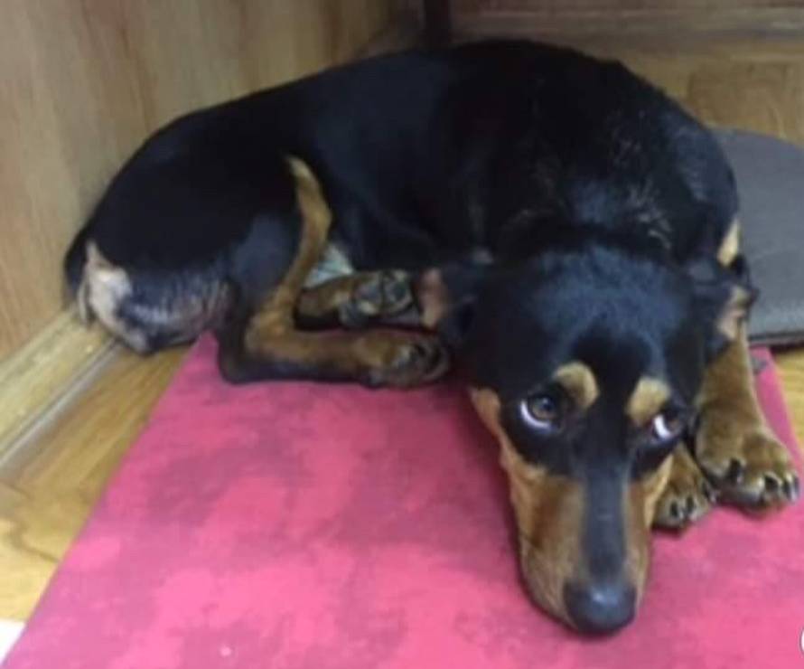 Maxici je škola postala dom, o njoj su brinuli đaci kod Osijeka