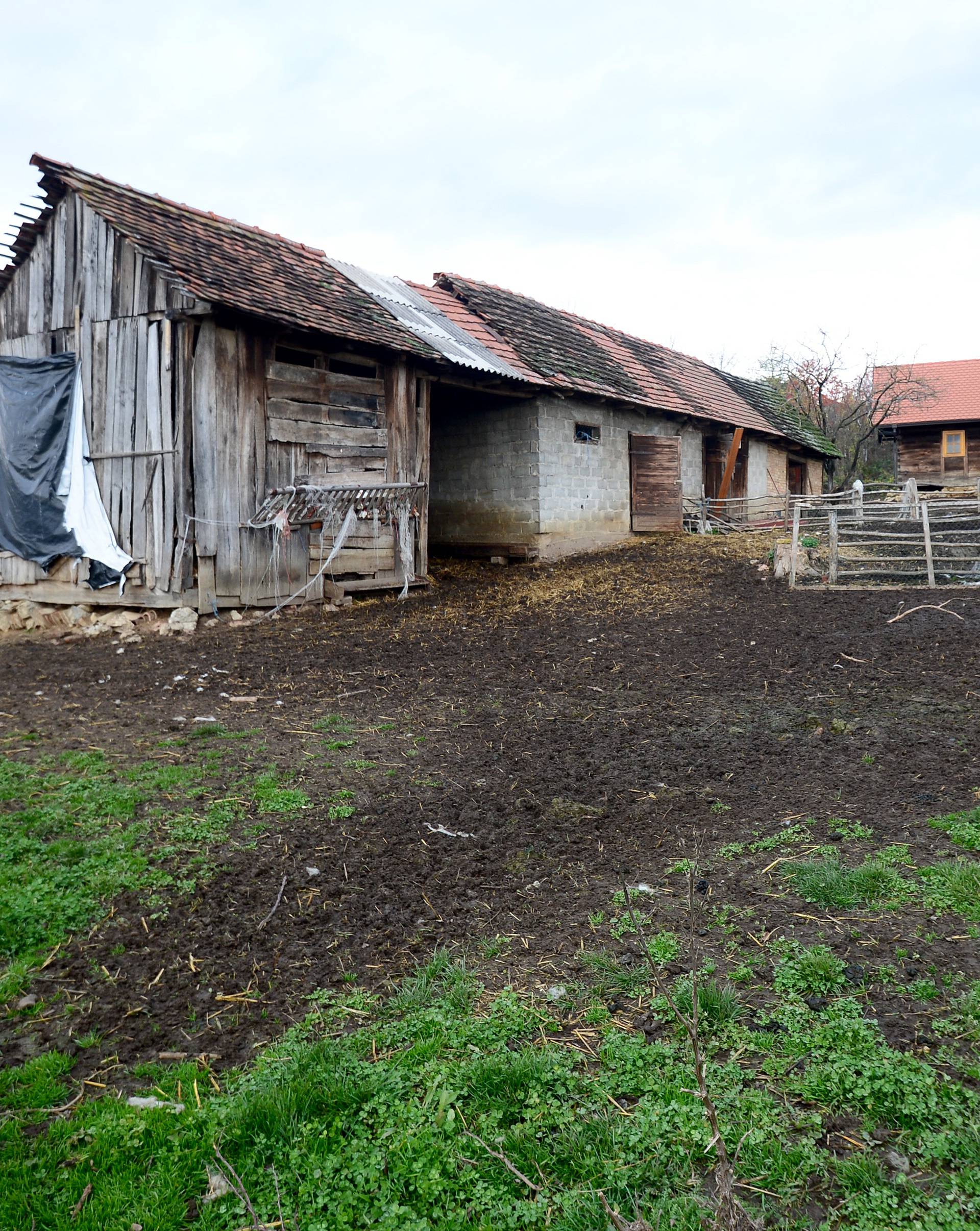 'Ušla sam u dvorište i ugledala krv. Psi su mi pojeli 80 ovaca'