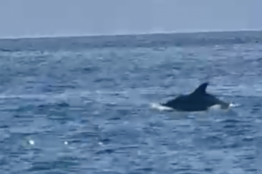 Dupini u Tu&ccaron;epima