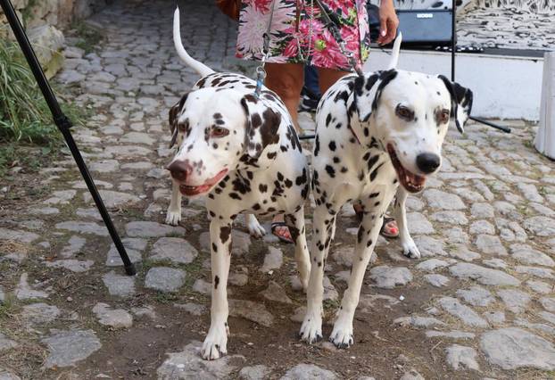 Šibenik:Otvoren muzej dalmatinskom psu,dalmatincu 