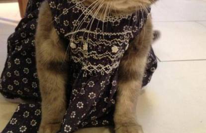 Modno osviještena Victoria i mačkama oblači svoje kreacije
