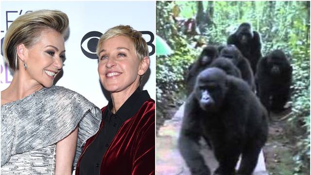 DeGeneres u plaču zbog dara: 'Supruga zna da volim gorile'