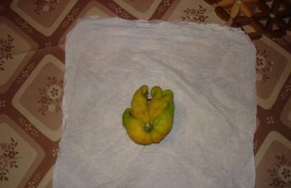 U vrtu na Čiovu pronašla limun u obliku ljudske šake
